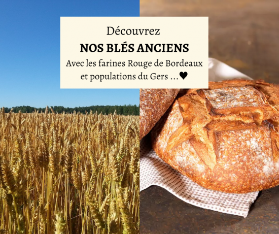 BLES_ANCIENS_Avec_les_farines.png