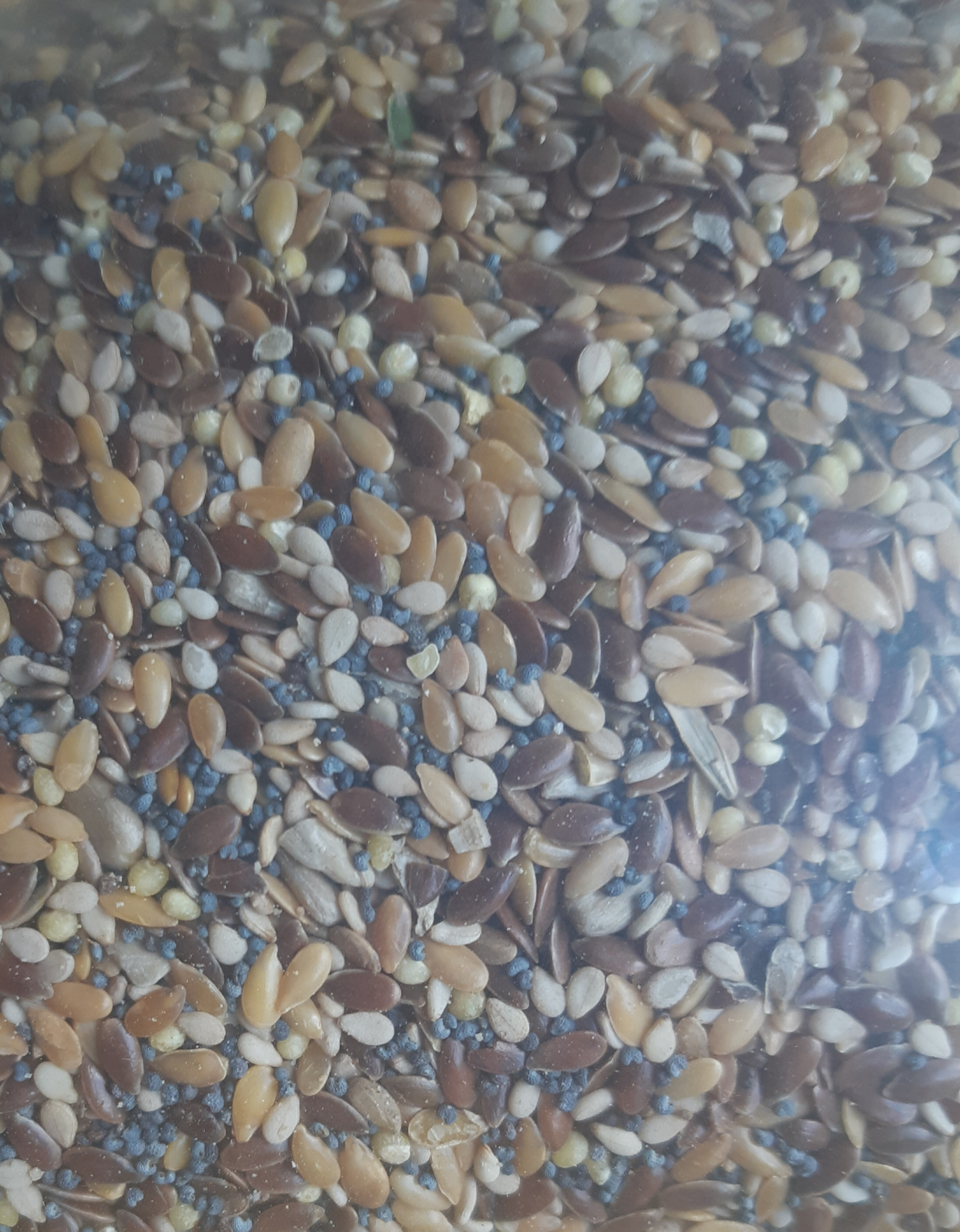 Graines de soja - 1,5 kg